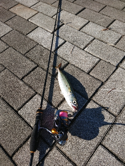 アジングのつもりが