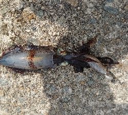 まだコロッケサイズ