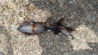 まだコロッケサイズ