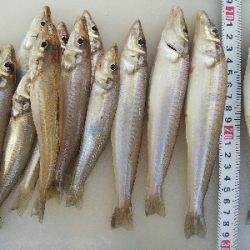 大塩海岸のキス釣り