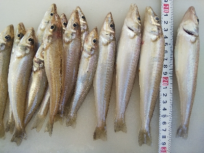 大塩海岸のキス釣り