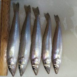 大塩海岸のキス釣り