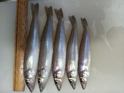 大塩海岸のキス釣り