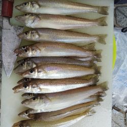 苅屋海岸のキス釣り