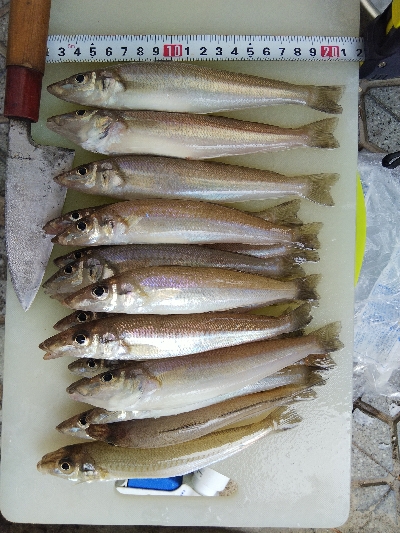 苅屋海岸のキス釣り