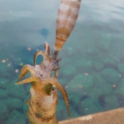 地震の影響？魚不在