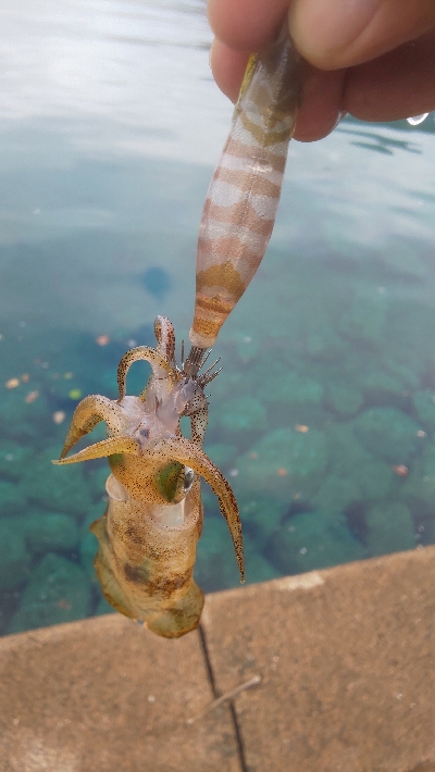 地震の影響？魚不在