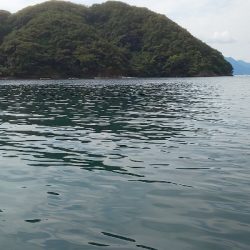 イカじゃなくてイルカ・・・