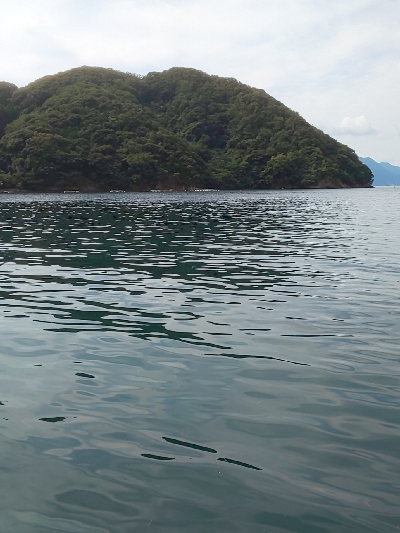 イカじゃなくてイルカ･･･