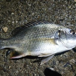 アジいず、サバ祭り