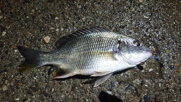 アジいず、サバ祭り