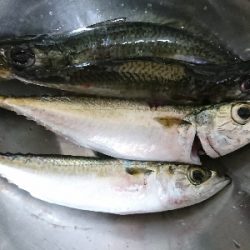 そろそろシーズンインかな