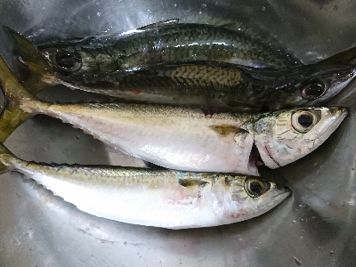 そろそろシーズンインかな