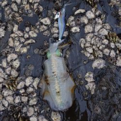 対馬出張でエギング