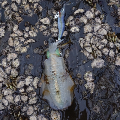 対馬出張でエギング