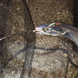 タチウオにビビったか