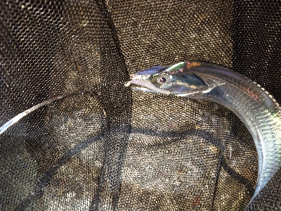 タチウオにビビったか