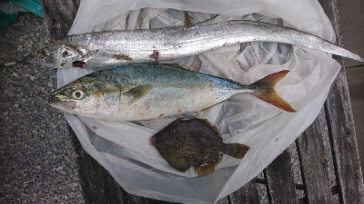 今年初太刀魚&ツバス