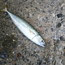 大阪湾まだまだサバラッシュ