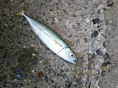 大阪湾まだまだサバラッシュ