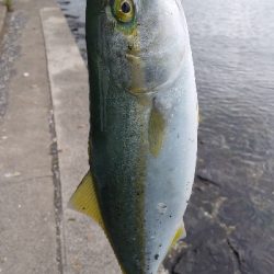 マゴチ、サゴシ、ツバス