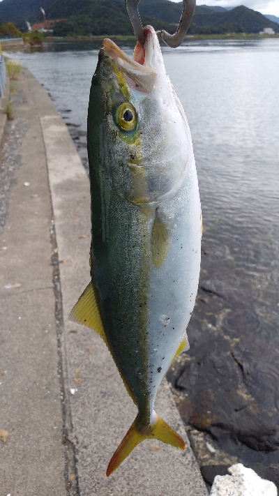 マゴチ、サゴシ、ツバス