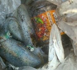 アオリイカ15超え！アナハゼ1匹！、カマス1匹！