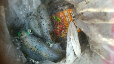 アオリイカ15超え！アナハゼ1匹！、カマス1匹！