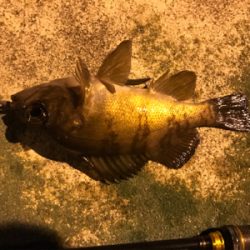 大崎上島ライトゲーム②