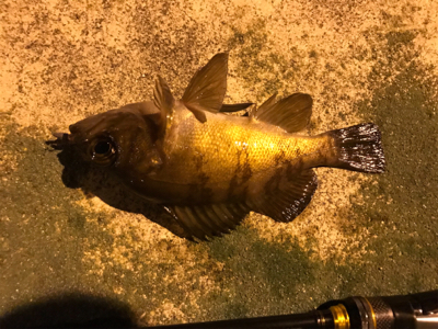 大崎上島ライトゲーム②