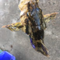 福江漁港にて根魚3匹