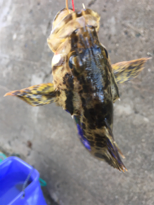 福江漁港にて根魚3匹