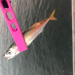 コスモスクエア釣果