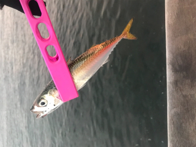 コスモスクエア釣果