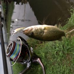 バスハスナマズ