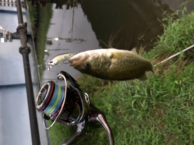 バスハスナマズ