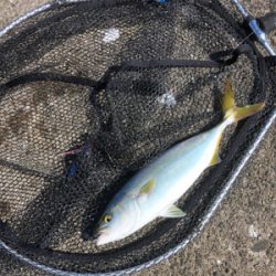 和田防新波止 魚種豊富