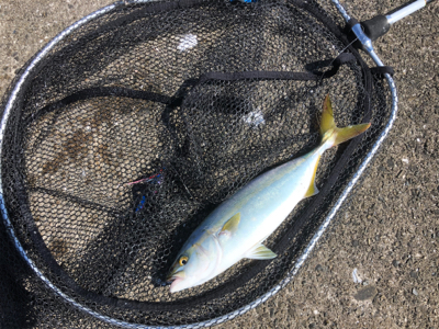 和田防新波止 魚種豊富