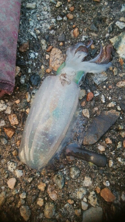 障泥烏賊7杯、キジハタ1、カマス1