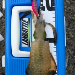 アオリイカを求めて⑩