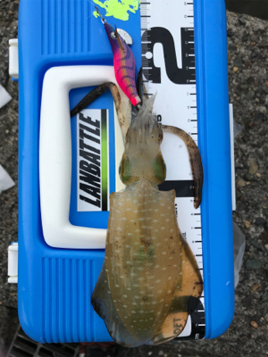 アオリイカを求めて⑩