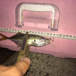 アジいい感じです