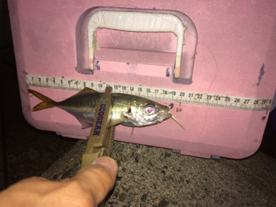 アジいい感じです