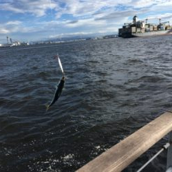 遅めの鯖祭りのみ。。。