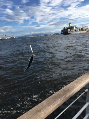 遅めの鯖祭りのみ。。。