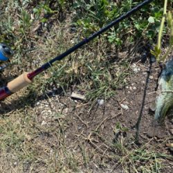 コバッチー釣り