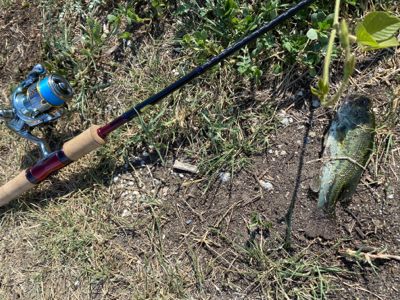 コバッチー釣り
