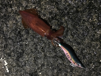 豆アジングとケンサキエギング