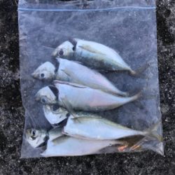 オールナイトで4目釣り