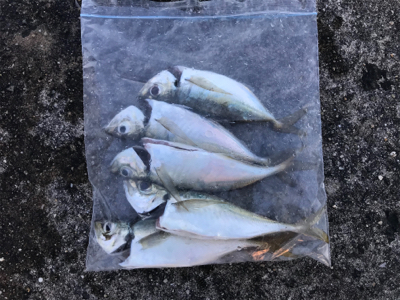 オールナイトで4目釣り